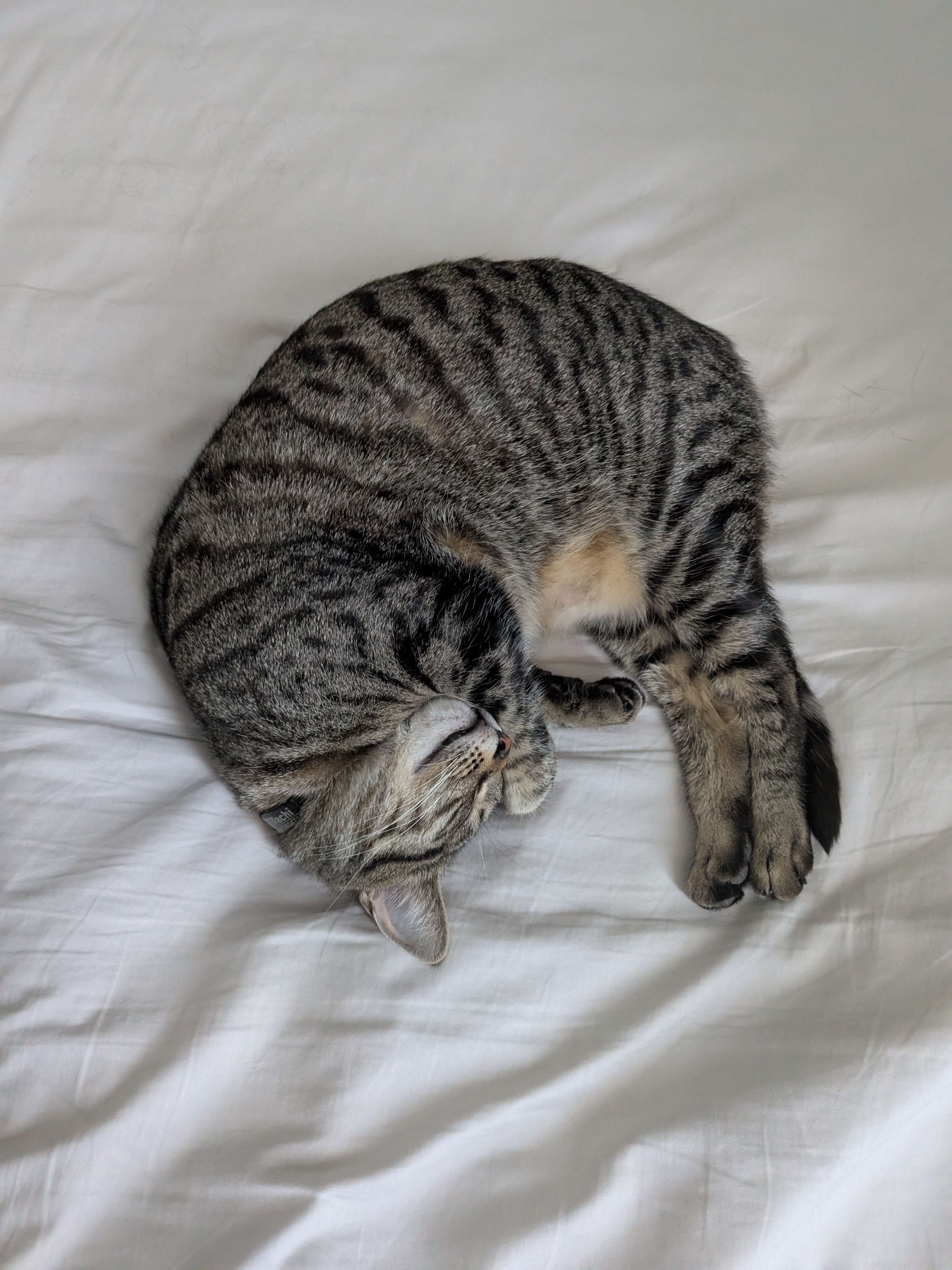 Me competing at Adelaide Medtech Hackathon